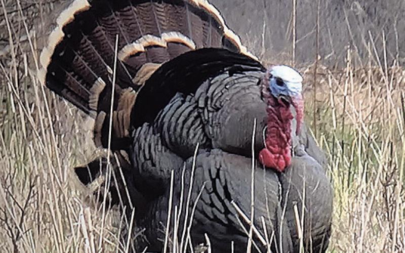 Spring Turkey Tactics