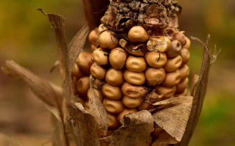 Dry Ear of Corn