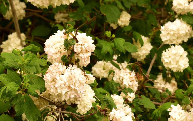 White Flowers