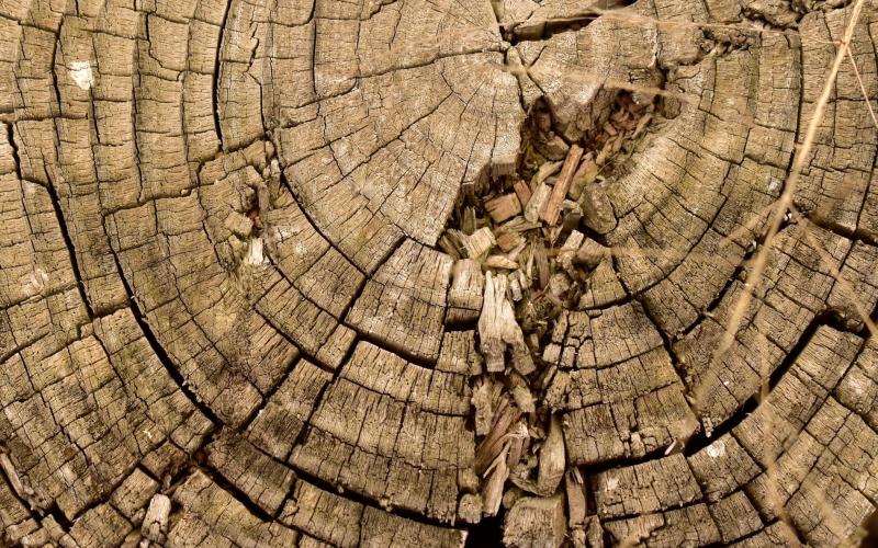 Growth Rings