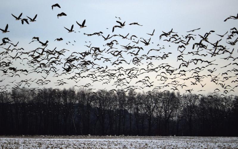 From the Ozarks to Open Skies
