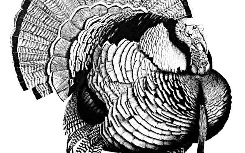 Scouting Wild Turkey