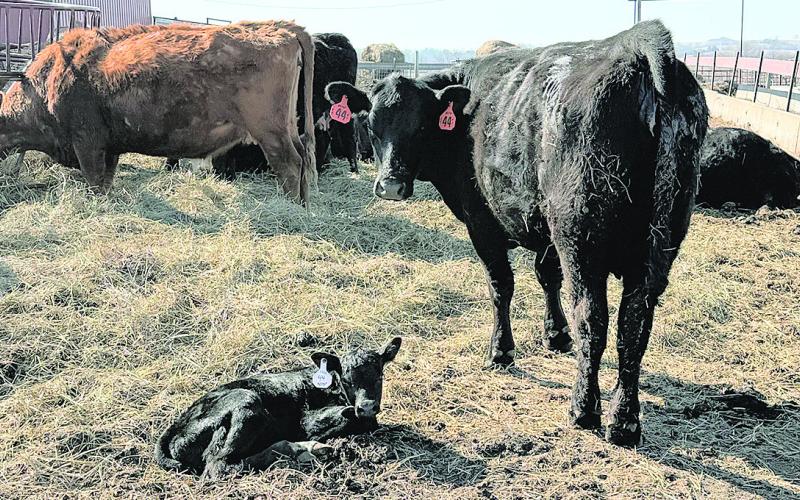 Cattle from the Johnson Cattle and Kemp Legacy Ranch operations Photo courtesy of Reese Kemp