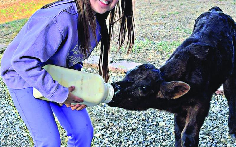 Many cattle operations are all hands on deck- even down to the youngest members of the family! Photo courtesy of Reese Kemp