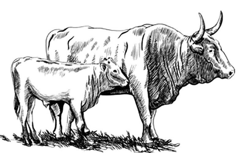 Becoming the Old Bull