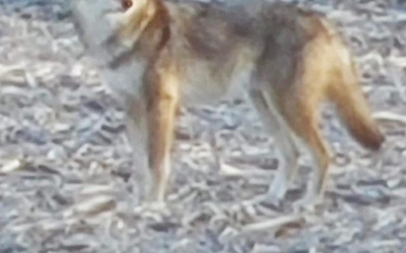 Coyotes and more coyotes alarming some in area