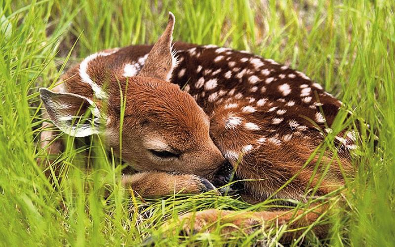 A Mother’s Instinct, Newborn Fawns