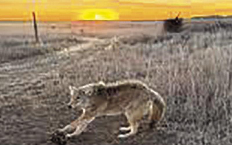 Why Trapping Still Matters in Southeast Nebraska