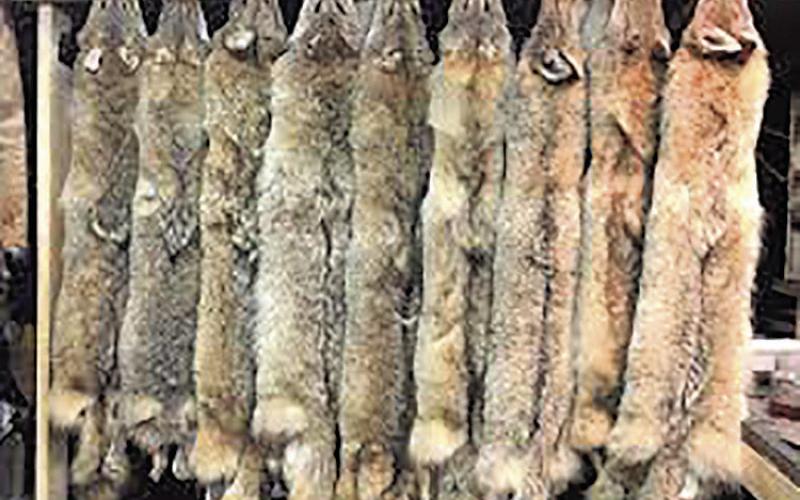 Why Trapping Still Matters in Southeast Nebraska