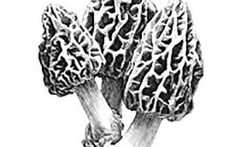 Hunting Morels in Southeast Nebraska