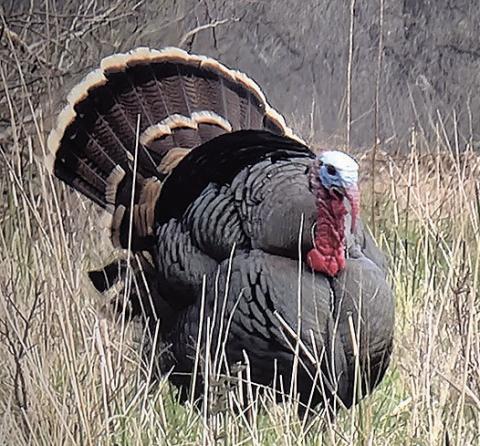 Spring Turkey Tactics