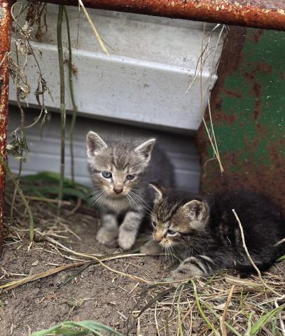 Safe Haven Animal Rescue Effort (SHARE) invites the community to Annual Meeting