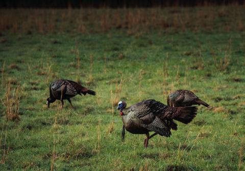 South Dakota’s open prarie terrain is what makes long range rifle hunting of turkeys an option
