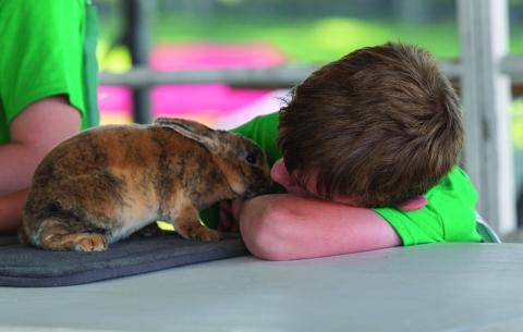 Declan Wilcox with his rabbit