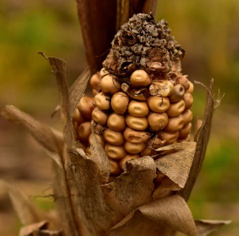 Dry Ear of Corn