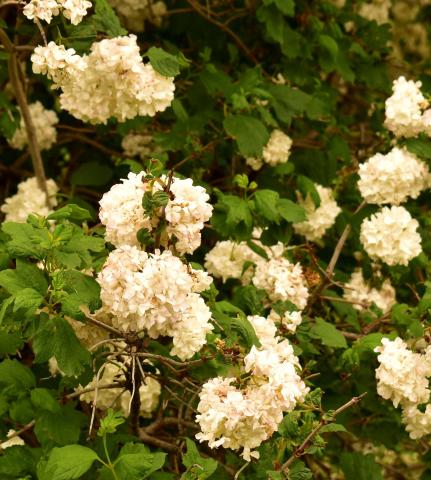 White Flowers