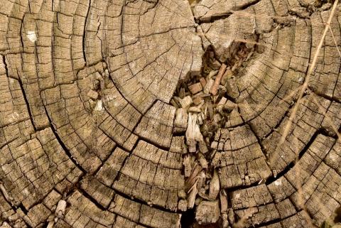 Growth Rings