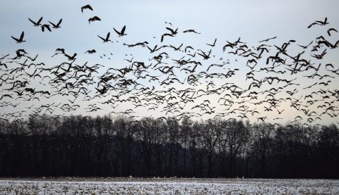 From the Ozarks to Open Skies