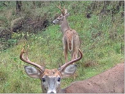 Bucks tend to travel in pairs before the rut, but sometimes stay in pairs during the rut