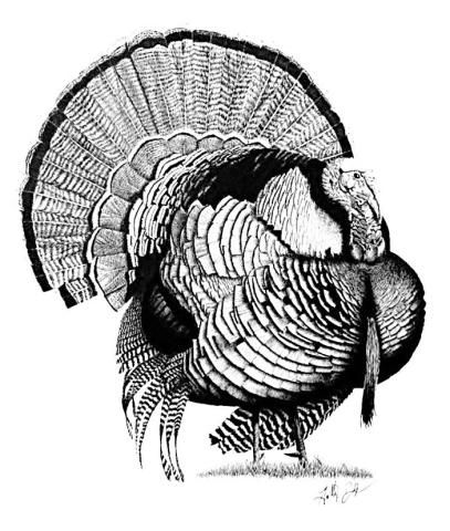Scouting Wild Turkey