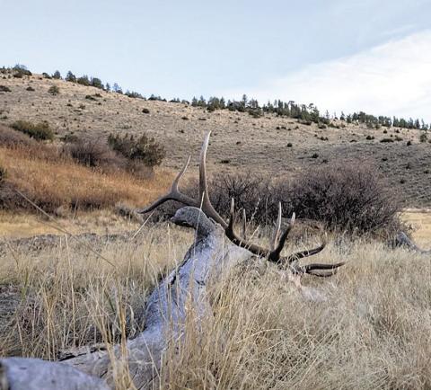 McKean’s Elk as it lays just a few feet off of public ground. Photo by Keagan Keddell