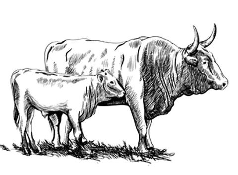 Becoming the Old Bull