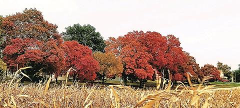 Sugar maples along Pennsylvania Street (archival photo)