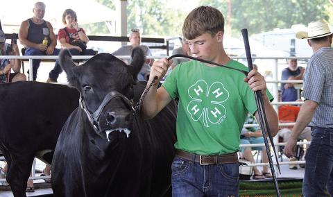 Dalton Heideman shows one of his many cows at the County Fair Photo by Ava Meints