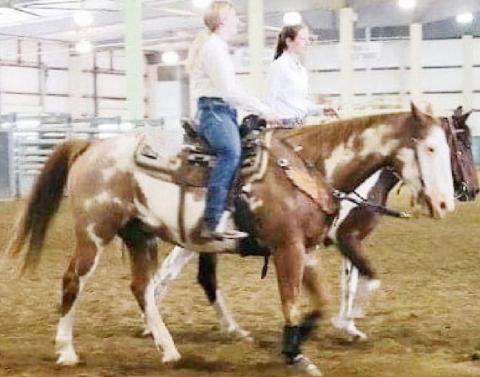 District Horse Show Results