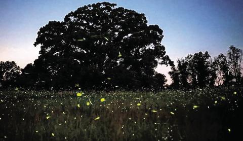 Fireflies light up the summer nights