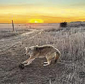 Why Trapping Still Matters in Southeast Nebraska