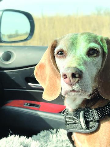 Tucker, headed north. He is a 10-year-old beagle now with a local foster for Basset and Beagle Rescue of the Heartland