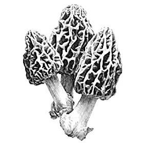 Hunting Morels in Southeast Nebraska