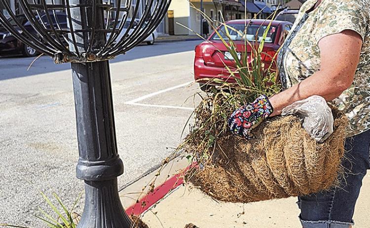 Gail Howard helping to remove flowers from the Chamber planters.