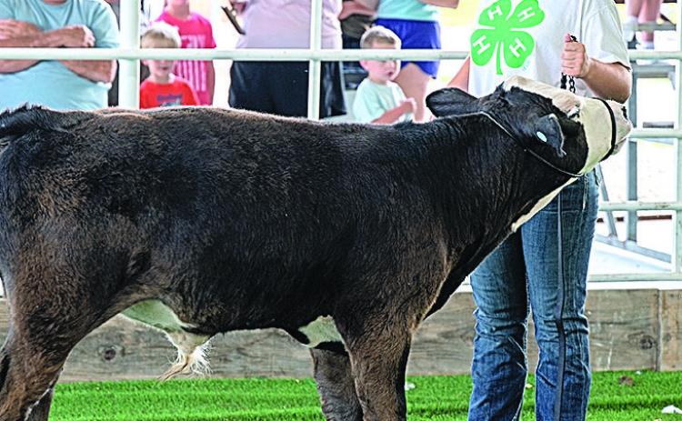 Madison Hegemann – Purple Champion Bucket Calf-Intermediate Division