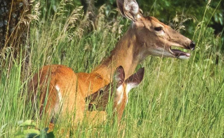 A couple of deer pause to catch their breath at Burchard Lake last week. Photographer Ray Kappel took this picture of them trying to beat the heat.
