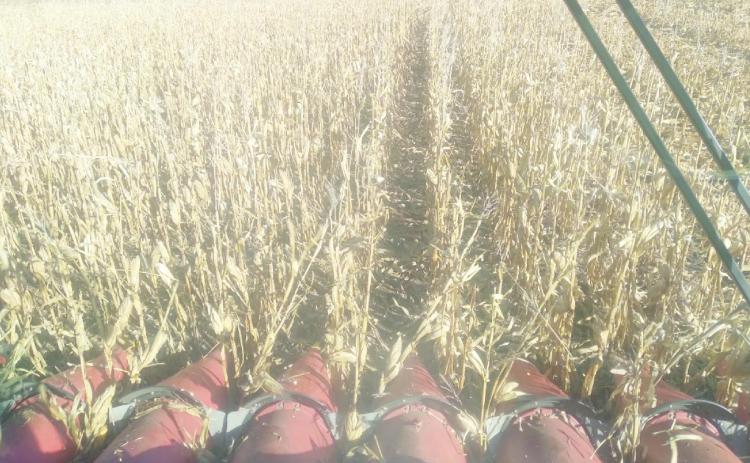 Harvest almost done