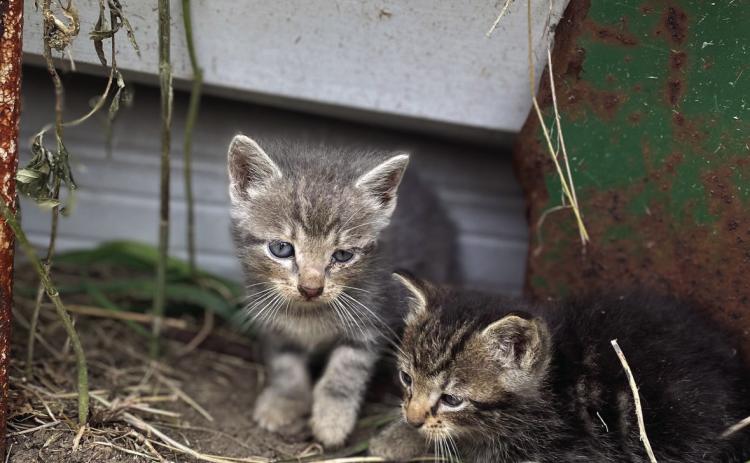 Safe Haven Animal Rescue Effort (SHARE) invites the community to Annual Meeting