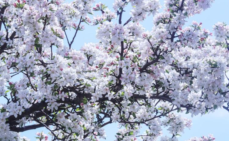 The blooms of spring