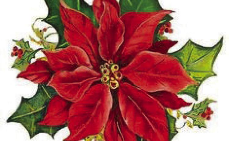 Caring for Poinsettias