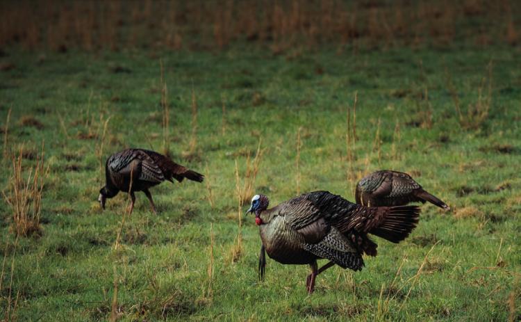 South Dakota’s open prarie terrain is what makes long range rifle hunting of turkeys an option