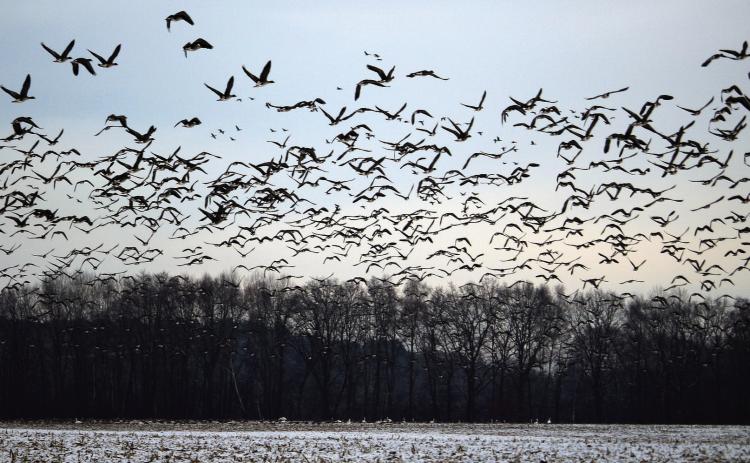 From the Ozarks to Open Skies