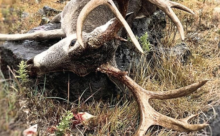 “Ghost” eluded hunters for several years, until one rainy day.