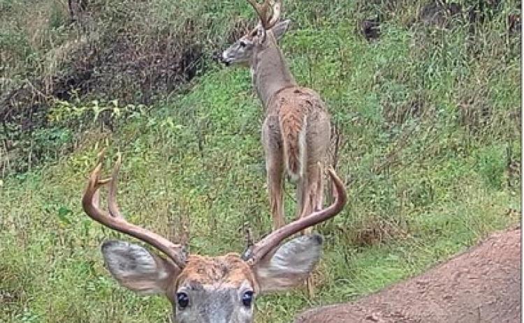 Bucks tend to travel in pairs before the rut, but sometimes stay in pairs during the rut