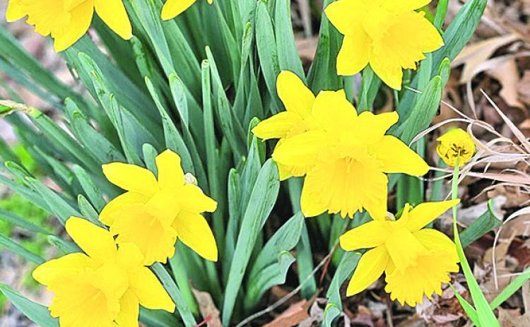 Spring has sprung at the Post Office. The daffodils are lovely this year.