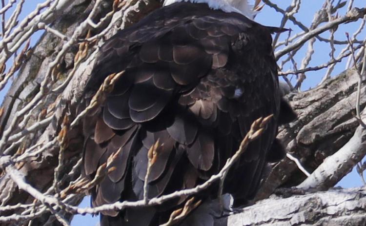 How I got my eagle
