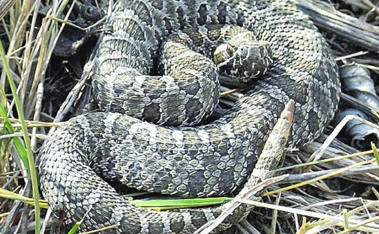 These cryptic little snakes are often hard to see and make every effort to keep themselves hidden so it is quite possible that there are other small populations that we do not yet know about.