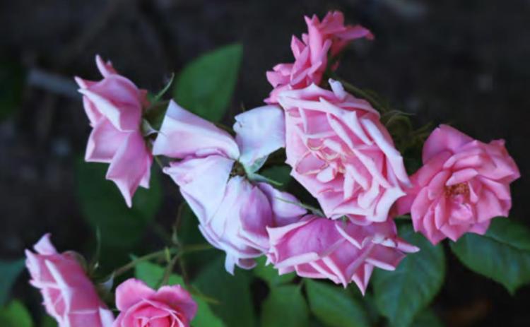 Flowers of loving hand