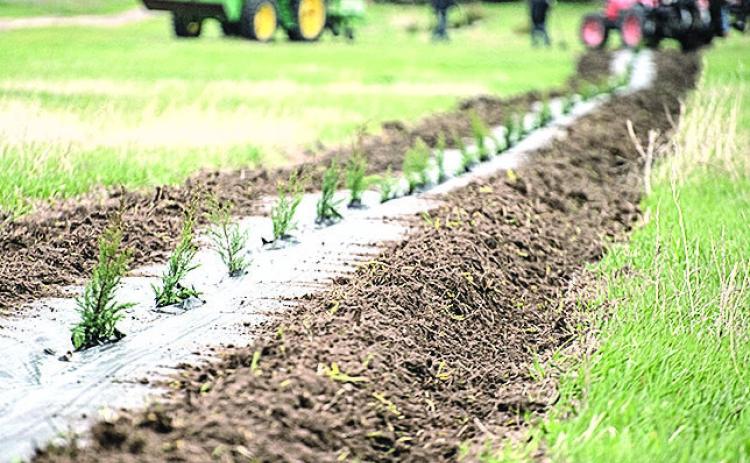 NRDs Now Taking Orders for Spring Tree Seedlings