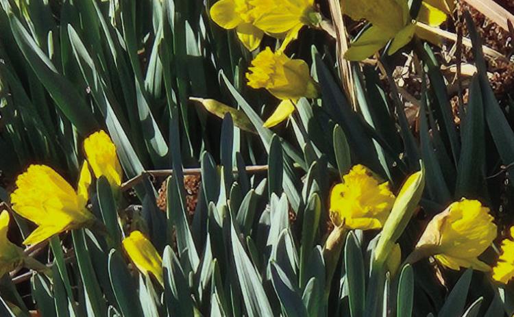 A sure sign of spring are the daffodils in bloom in the city park at the corner by the post office